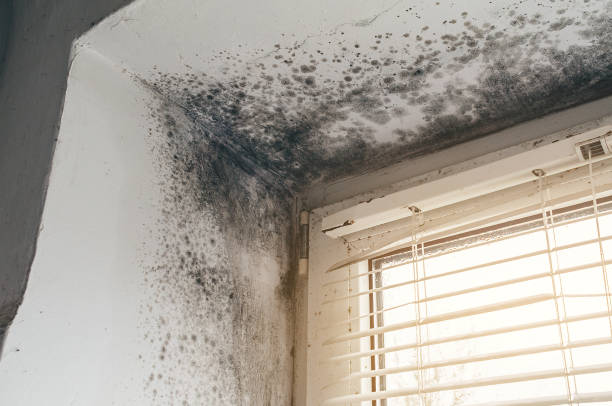 Affordable Bathroom Mold Removal solutions in Olney, TX